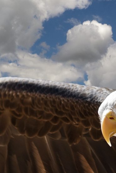 Gefahr aus der Luft: Adler im Kampf gegen den Terror?