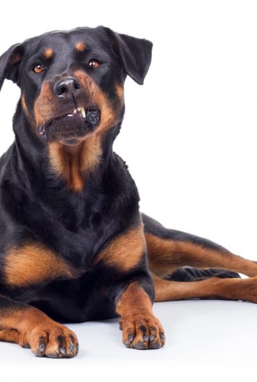 Rottweiler beißt Mann in den Bauch – sein Herrchen tut nichts