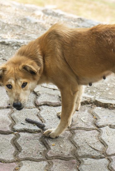 Grausam: Unbekannte legen Nagelfallen für Hunde aus!