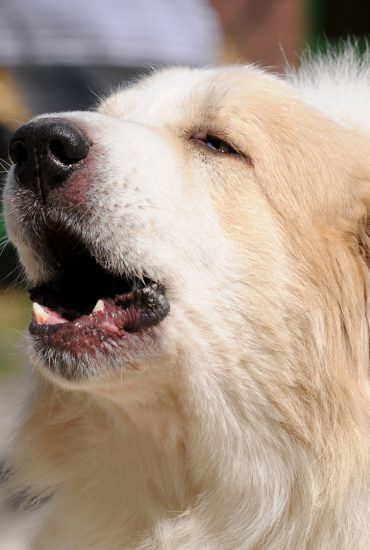 Schreckliches Urteil: Stimmbänder weg! Hund bellt zu laut!