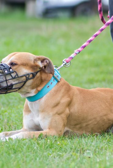 Hund beißt dreijährigem Mädchen ins Gesicht!