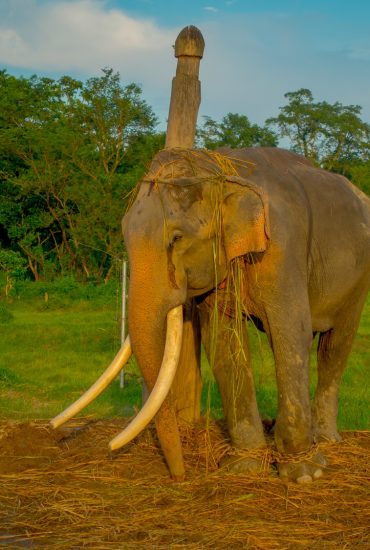 Netz empört: Foto von Baby-Elefant in Flammen!