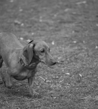 Brutaler Einbruch: Täter ermorden Hundewelpen – Mutter stirbt kurz darauf!