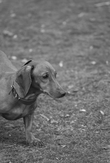 Brutaler Einbruch: Täter ermorden Hundewelpen – Mutter stirbt kurz darauf!