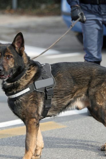 Nach brutaler Attacke: Polizei-Hund setzt Randalierer außer Gefecht!