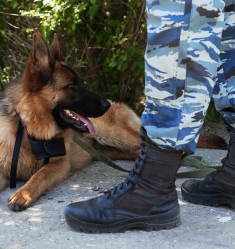 Trotz heldenhafter Taten: Militär beschließt Tod zweier tapferer Schäferhunde!