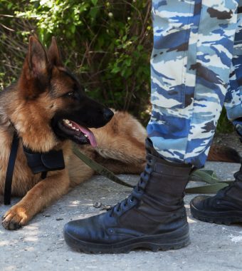 Trotz heldenhafter Taten: Militär beschließt Tod zweier tapferer Schäferhunde!