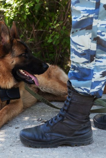 Trotz heldenhafter Taten: Militär beschließt Tod zweier tapferer Schäferhunde!