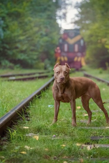 Von Zug gerammt: Mann (89) stirbt, als er seinen Hund retten will!