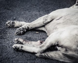 Traurige Geschichte: Mann erschlägt treuen Hund mit Hammer!