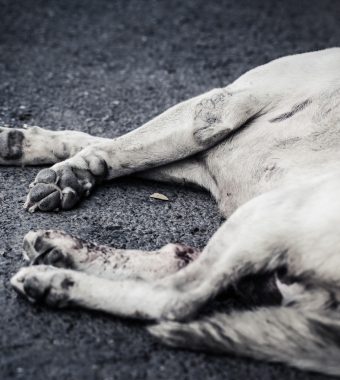 Traurige Geschichte: Mann erschlägt treuen Hund mit Hammer!