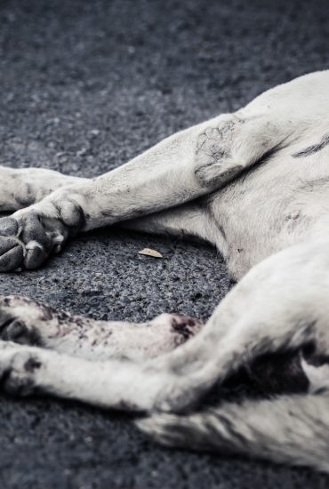 Traurige Geschichte: Mann erschlägt treuen Hund mit Hammer!
