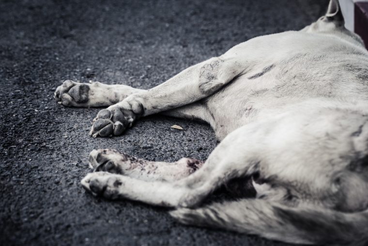 Traurige Geschichte: Mann erschlägt treuen Hund mit Hammer!