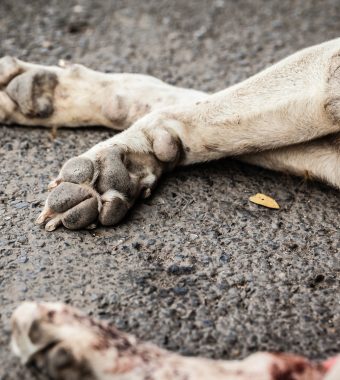 Das Tier musste elendig erfrieren: Hund angebunden und zum Sterben zurückgelassen!