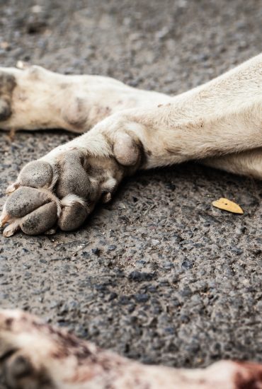 Das Tier musste elendig erfrieren: Hund angebunden und zum Sterben zurückgelassen!