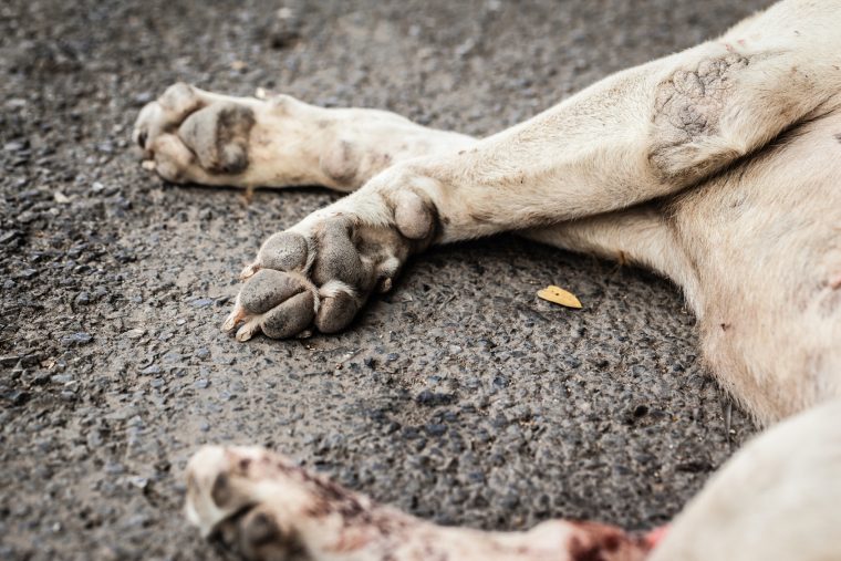 Das Tier musste elendig erfrieren: Hund angebunden und zum Sterben zurückgelassen!