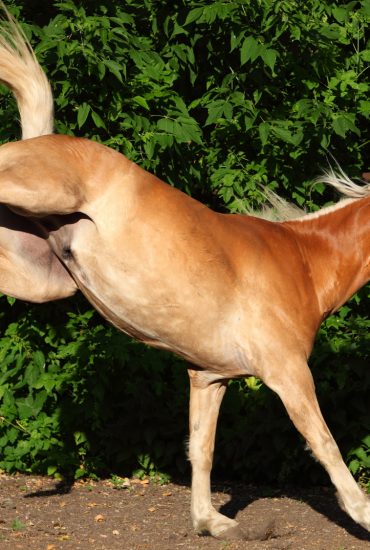 Brutale Tierquälerei: Unbekannter verletzt mehrere Pferde mit scharfem Gegenstand und verschwindet!
